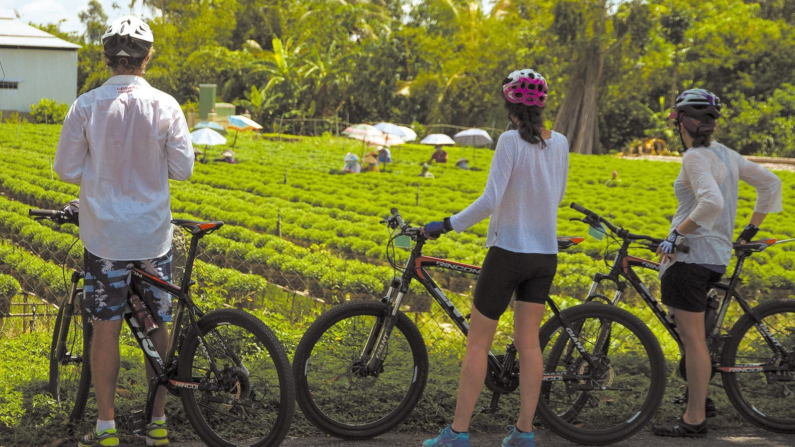 Hanoi to Central Vietnam Cycling: A Journey Through the Heartland of Heritage
